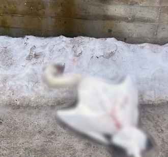 В Слониме милиция расследовала смерть лебедя