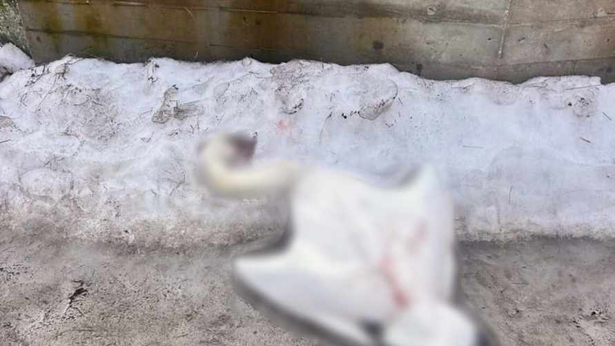 Фото: УВД Гродненского облисполкома