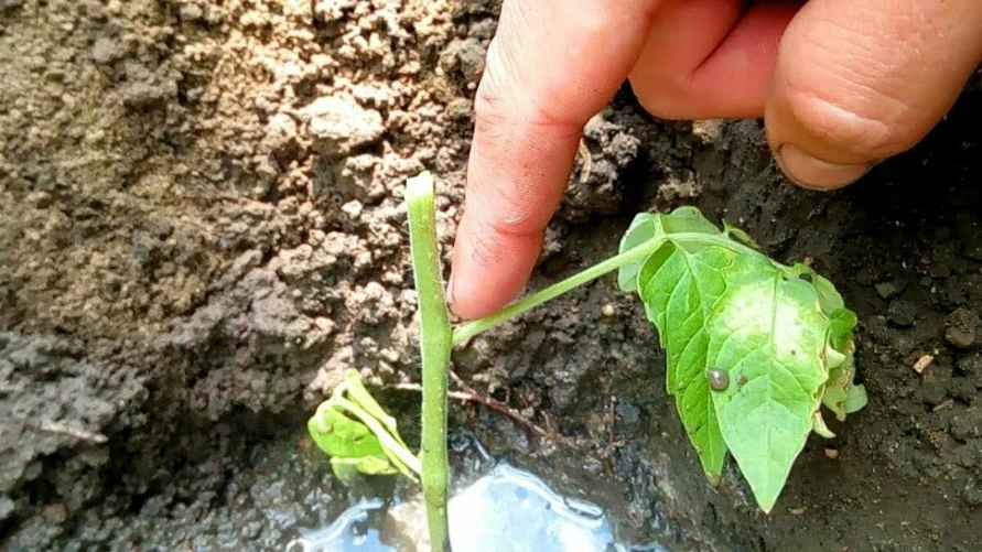 Этот U-трюк спасёт вытянувшиеся помидоры – рассада не сломается и окрепнет