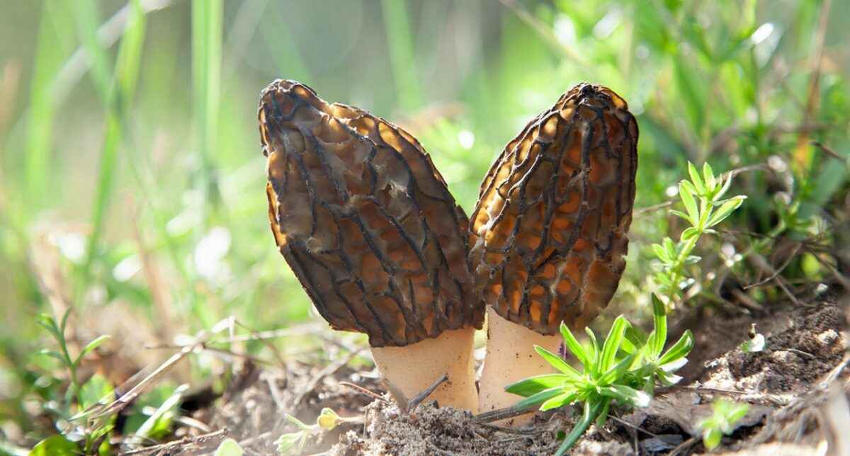 Фото иллюстрационное