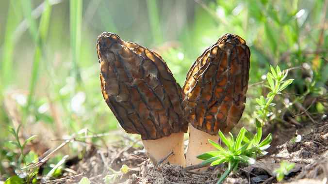 Опытный грибник назвал дату, когда начнется «массовый сбор» сморчка в Беларуси