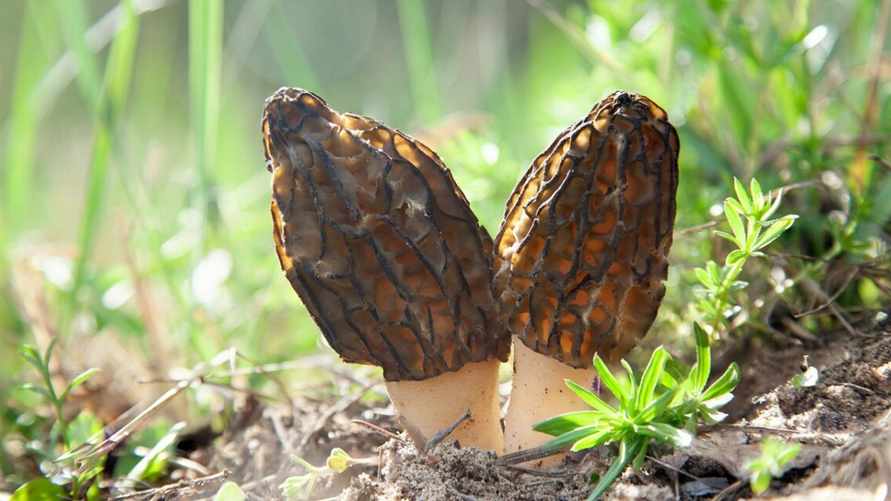 Фото иллюстрационное