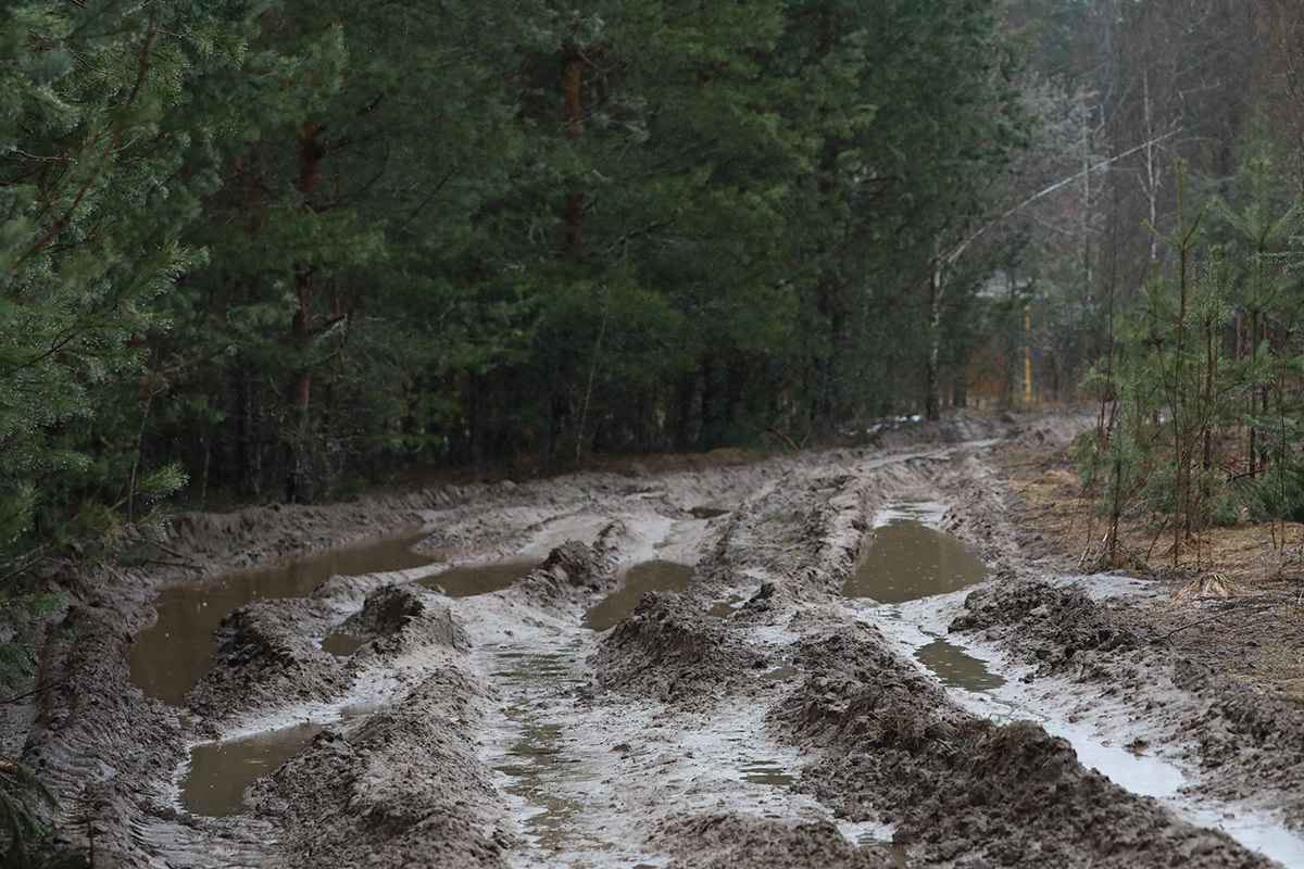 Минлесхоз попросил белорусов о понимании: "Будут восстановлены"