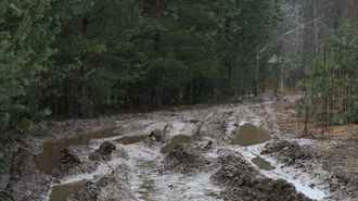 Минлесхоз попросил белорусов о понимании: «Будут восстановлены»