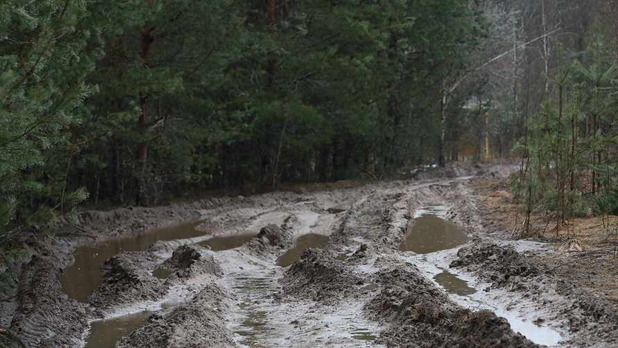 Минлесхоз попросил белорусов о понимании: "Будут восстановлены"