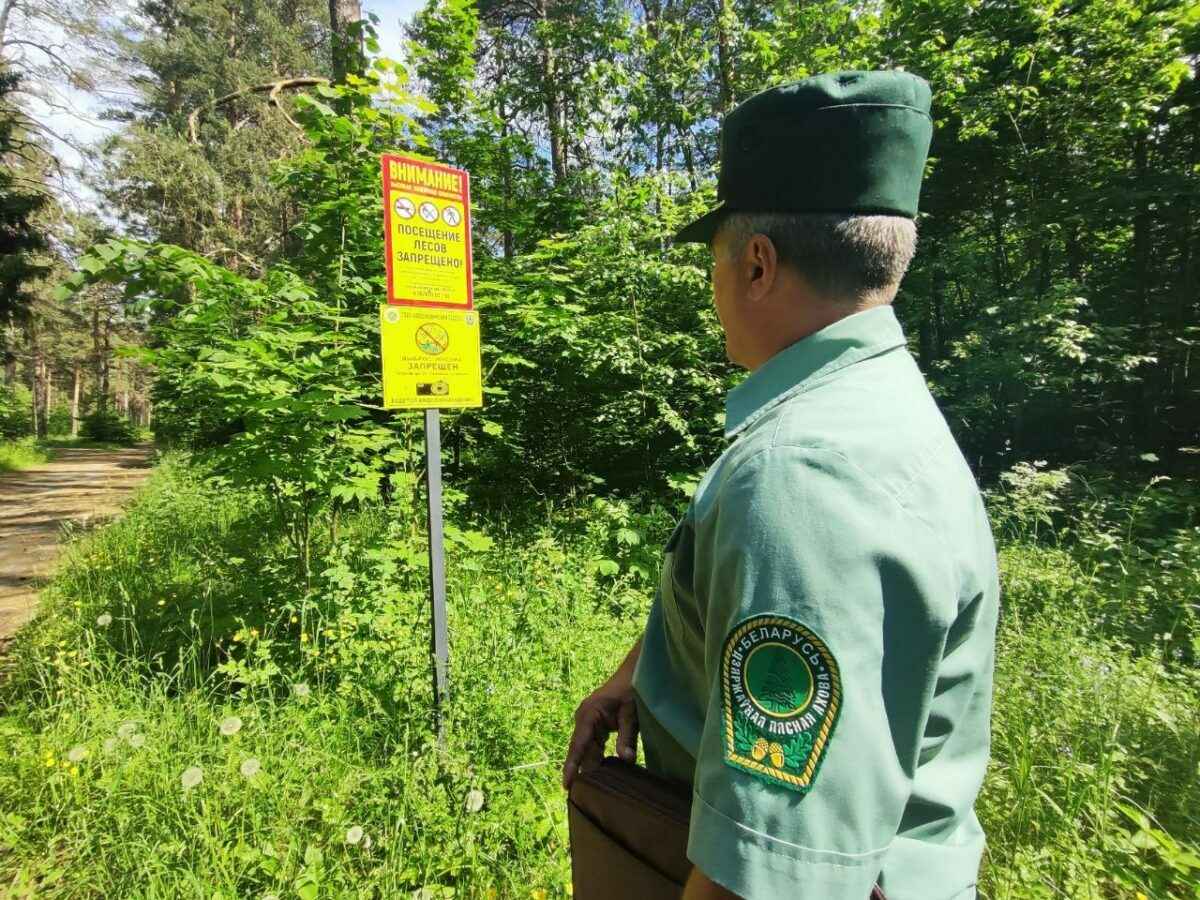 Все леса Беларуси покрыли видеонаблюдением – Минлесхоз