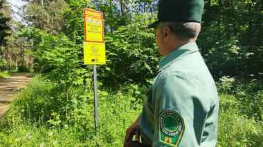 Все леса Беларуси покрыли видеонаблюдением – Минлесхоз