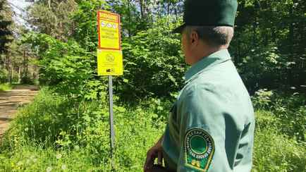 Все леса Беларуси покрыли видеонаблюдением – Минлесхоз