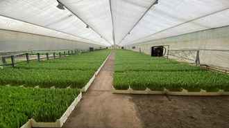 Финансовая милиция прикрыла работу одного из крупнейших импортеров тюльпанов в Беларуси