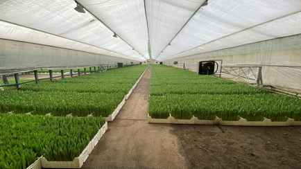 Финансовая милиция прикрыла работу одного из крупнейших импортеров тюльпанов в Беларуси