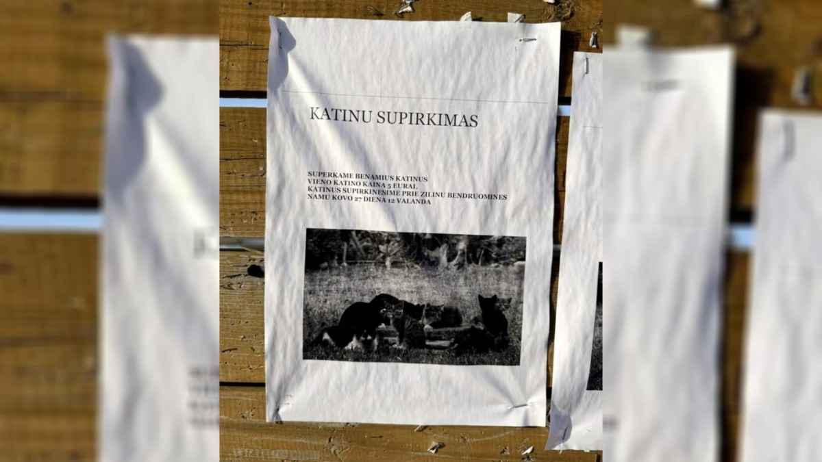 В литовской деревне появились странные объявления: "Купим бездомных кошек по 5 евро"