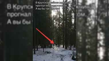 Уже проснулись. На Минщине заметили медведя в лесу