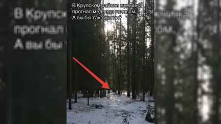 Уже проснулись. На Минщине заметили медведя в лесу