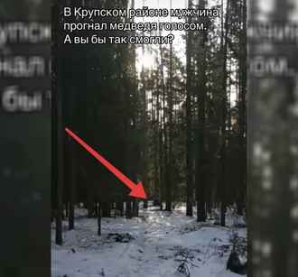 Уже проснулись. На Минщине заметили медведя в лесу