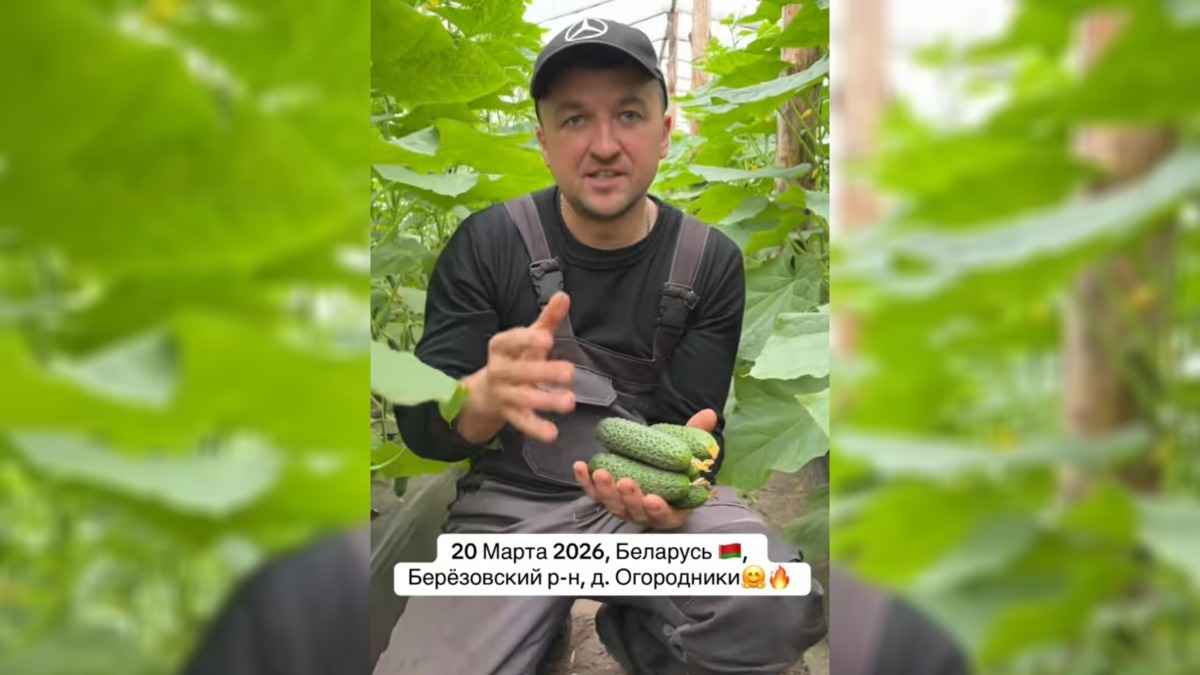 Белорус показал первые огурцы 2026 года: «Вот такая красота»