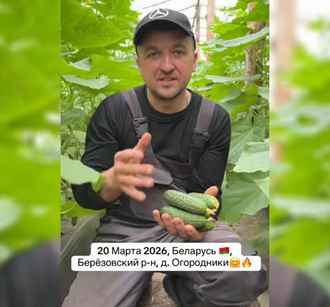 Белорус показал первые огурцы 2026 года: «Вот такая красота»