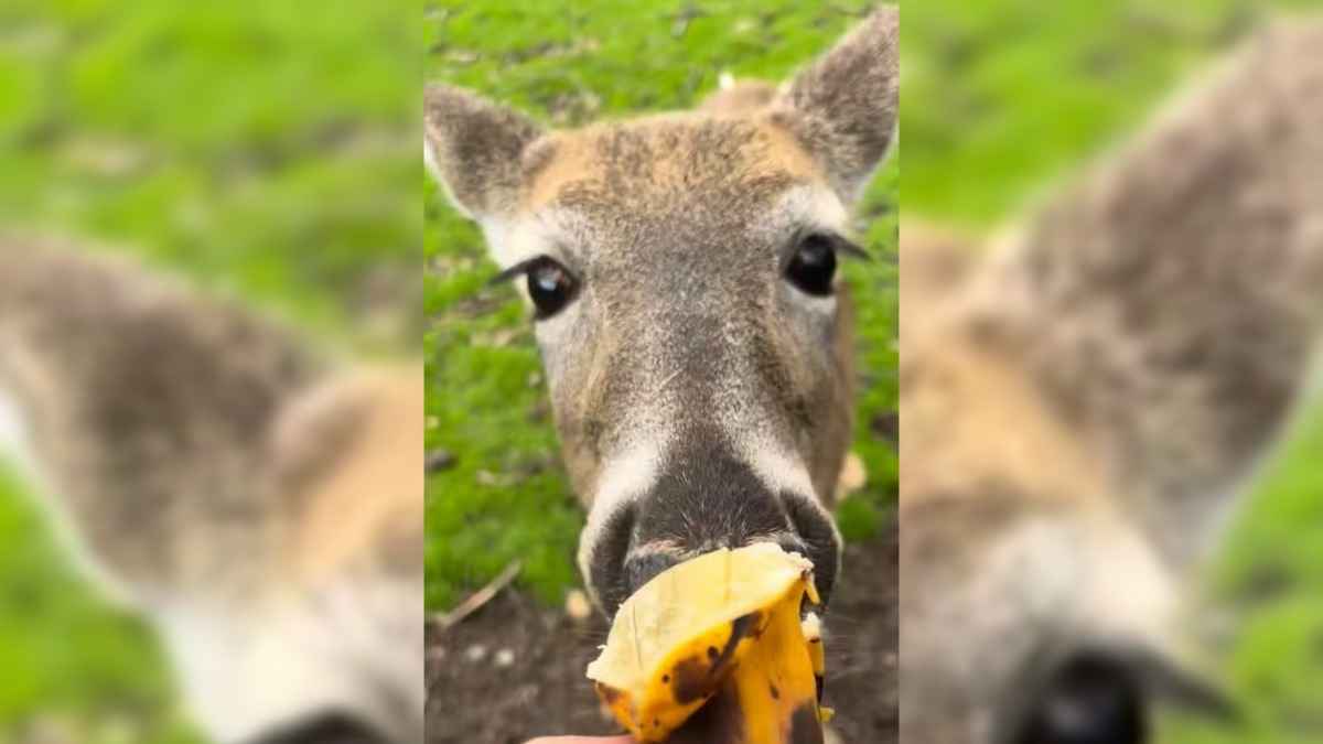 Прокуратура обвинила Белорусское общество охотников в кормежке диких животных бананами и питайей