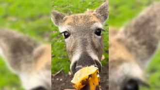 Прокуратура обвинила Белорусское общество охотников в кормежке диких животных бананами и питайей