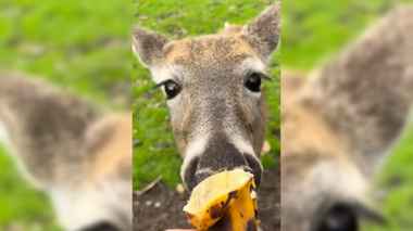 Прокуратура обвинила Белорусское общество охотников в кормежке диких животных бананами и питайей