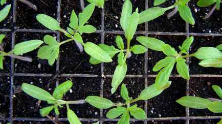 Этот U-трюк спасёт вытянувшиеся помидоры – рассада не сломается и окрепнет