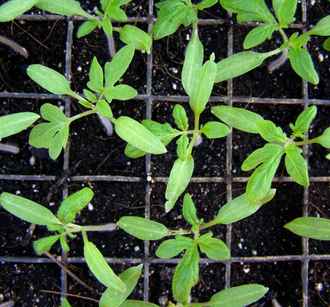 Этот U-трюк спасёт вытянувшиеся помидоры – рассада не сломается и окрепнет