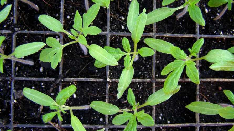 Фото иллюстрационное