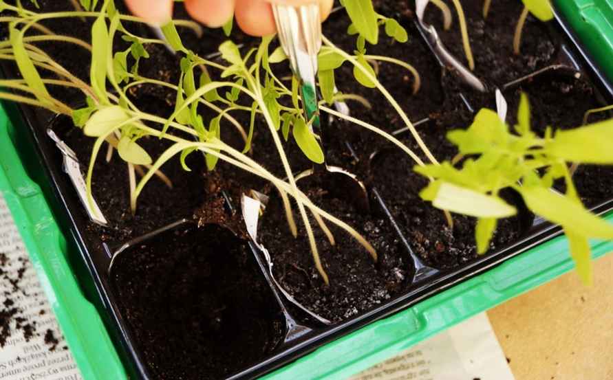 Этот U-трюк спасёт вытянувшиеся помидоры – рассада не сломается и окрепнет