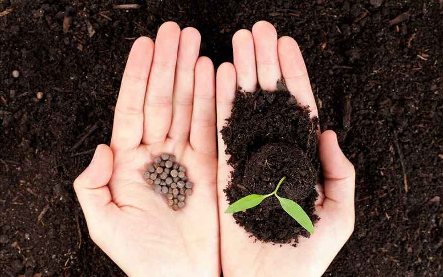 Можно ли сажать старые семена помидоров и огурцов? Вот сколько лет хранятся и как проверить перед посевом