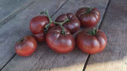Белорусам пообещали собственные «шоколадные» помидоры. Когда искать в магазинах?