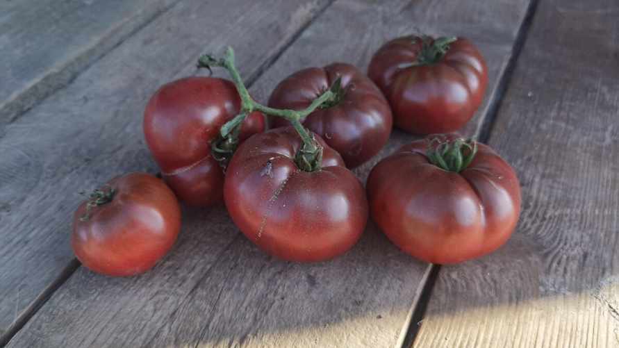 Фото иллюстрационное