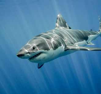 Две гигантские акулы устроили засаду и разорвали туриста