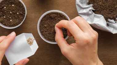 Можно ли сажать старые семена помидоров и огурцов? Вот сколько лет хранятся и как проверить перед посевом