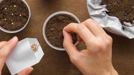 Можно ли сажать старые семена помидоров и огурцов? Вот сколько лет хранятся и как проверить перед посевом