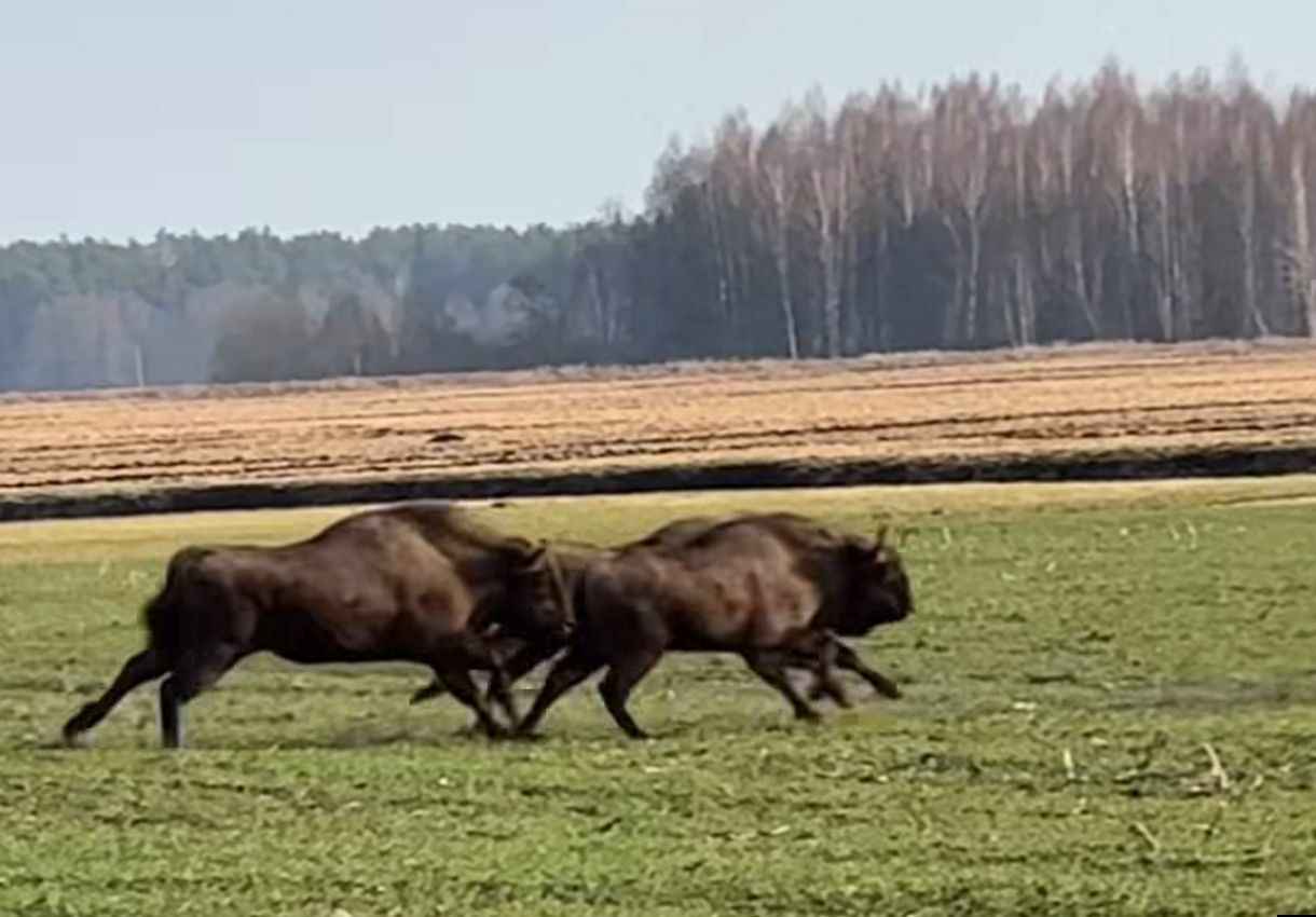 Скриншот видео из Threads