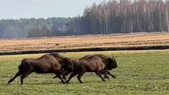 Белорусам дали наводку, где посмотреть «весенних» зубров — «Представляю как радуется агроном»