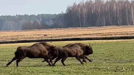 Белорусам дали наводку, где посмотреть «весенних» зубров — «Представляю как радуется агроном»