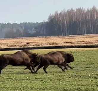 Белорусам дали наводку, где посмотреть «весенних» зубров — «Представляю как радуется агроном»