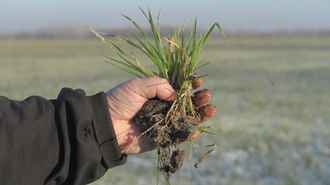 Белорусским аграриям придётся пересевать до 10% озимых — Минсельхозпрод