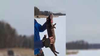 Рыбаки на Могилёвщине вытащили из лунки необычного хищника — «Думали, щука на 20 кг»