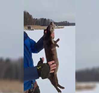 Рыбаки на Могилёвщине вытащили из лунки необычного хищника — «Думали, щука на 20 кг»