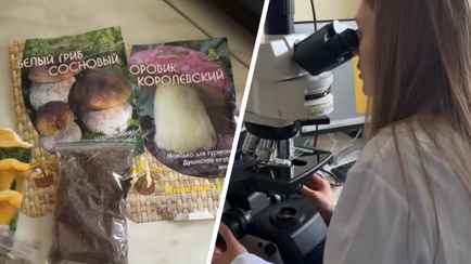 В Беларуси начали продавать «семена» боровиков и лисичек. В Академии наук проверили на «всхожесть»