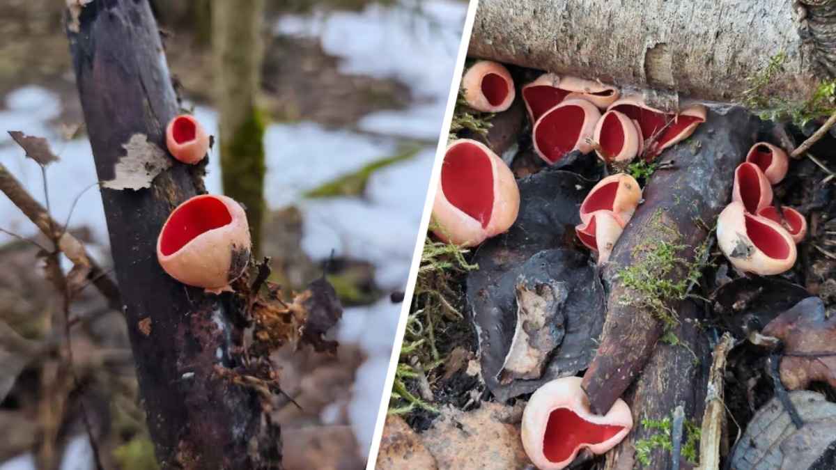 В белорусских лесах заметили «бомбическое» скопление гриба, предвестника сморчков. Когда бежать в лес?