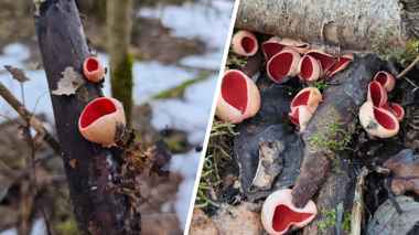 В белорусских лесах заметили «бомбическое» скопление гриба, предвестника сморчков. Когда бежать в лес?