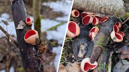 В белорусских лесах заметили «бомбическое» скопление гриба, предвестника сморчков. Когда бежать в лес?