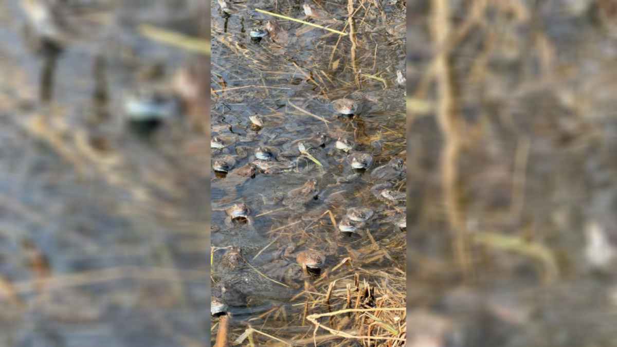 Под Минском нашли "жабье логово"