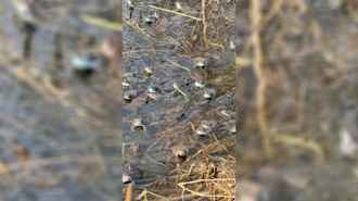 Под Минском нашли «жабье логово»