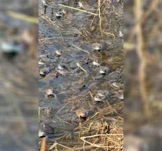 Под Минском нашли «жабье логово»