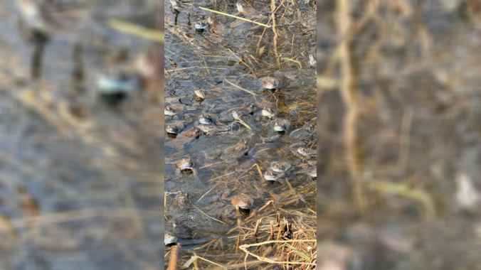 Под Минском нашли «жабье логово»