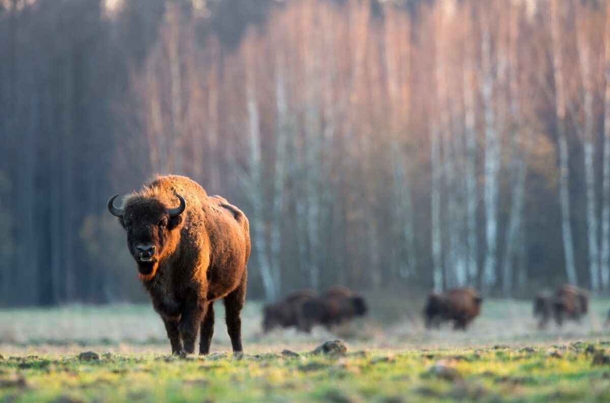 Фото иллюстрационное: greenmind.pl