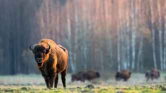 Обливали кипятком? Руководство польской Беловежской пущи объяснило пятна на шерсти зубров